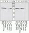 Protein Kinase C Delta antibody, GTX25658, GeneTex, Western Blot image 