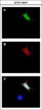GFP antibody, GTX113617, GeneTex, Immunofluorescence image 