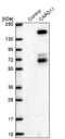 Caspase Recruitment Domain Family Member 11 antibody, NBP2-49067, Novus Biologicals, Western Blot image 