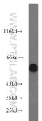 Embryonic Ectoderm Development antibody, 16818-1-AP, Proteintech Group, Western Blot image 