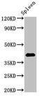 Heparan Sulfate 2-O-Sulfotransferase 1 antibody, CSB-PA010746LA01HU, Cusabio, Western Blot image 