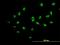MYB Binding Protein 1a antibody, H00010514-B01P, Novus Biologicals, Immunocytochemistry image 
