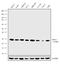 ER Membrane Protein Complex Subunit 3 antibody, 702736, Invitrogen Antibodies, Western Blot image 