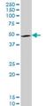 LIM Homeobox 4 antibody, H00089884-M03, Novus Biologicals, Western Blot image 