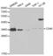 CD46 Molecule antibody, abx001390, Abbexa, Western Blot image 