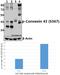 Gap Junction Protein Alpha 1 antibody, A00599S367, Boster Biological Technology, Western Blot image 