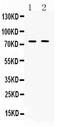 Telomeric Repeat Binding Factor 2 antibody, PA5-80104, Invitrogen Antibodies, Western Blot image 