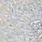 Protein C Receptor antibody, GTX65935, GeneTex, Immunohistochemistry paraffin image 