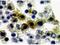 NLR Family Pyrin Domain Containing 1 antibody, NB100-56147, Novus Biologicals, Immunohistochemistry frozen image 