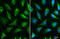 Isocitrate Dehydrogenase (NAD(+)) 3 Alpha antibody, GTX104073, GeneTex, Immunocytochemistry image 