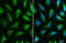 Isocitrate Dehydrogenase (NAD(+)) 3 Alpha antibody, GTX104073, GeneTex, Immunocytochemistry image 