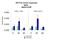 Transcription initiation factor TFIID subunit 6 antibody, PA5-41502, Invitrogen Antibodies, Chromatin Immunoprecipitation image 