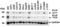 B-Raf Proto-Oncogene, Serine/Threonine Kinase antibody, 7379, ProSci, Western Blot image 