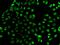 SUB1 Regulator Of Transcription antibody, GTX65860, GeneTex, Immunofluorescence image 
