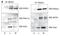 SHC Adaptor Protein 1 antibody, MA5-25076, Invitrogen Antibodies, Western Blot image 