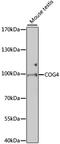 Component Of Oligomeric Golgi Complex 4 antibody, 23-187, ProSci, Western Blot image 