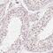 TATA-Box Binding Protein antibody, NBP2-38610, Novus Biologicals, Immunohistochemistry frozen image 