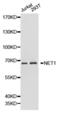 Neuroepithelial Cell Transforming 1 antibody, abx001125, Abbexa, Western Blot image 