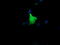 Kinesin Family Member 25 antibody, LS-C174324, Lifespan Biosciences, Immunofluorescence image 