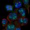 Solute Carrier Family 6 Member 19 antibody, HPA043207, Atlas Antibodies, Immunocytochemistry image 