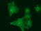 MOB Kinase Activator 3B antibody, TA501501, Origene, Immunofluorescence image 