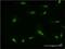 60S ribosomal protein L7 antibody, H00006129-M06, Novus Biologicals, Immunofluorescence image 