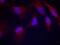 Mitogen-Activated Protein Kinase Kinase 4 antibody, GTX50226, GeneTex, Immunofluorescence image 