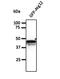 Autophagy Related 12 antibody, orb153327, Biorbyt, Western Blot image 