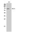 Regulator Of G Protein Signaling 14 antibody, STJ95438, St John