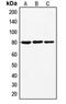 Ezrin antibody, orb214730, Biorbyt, Western Blot image 