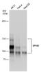 SP100 Nuclear Antigen antibody, GTX131570, GeneTex, Western Blot image 