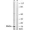 Mitochondrial Ribosomal Protein L54 antibody, A17999, Boster Biological Technology, Western Blot image 