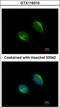 TRNA-YW Synthesizing Protein 1 Homolog antibody, GTX116310, GeneTex, Immunofluorescence image 