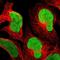 EZH Inhibitory Protein antibody, NBP2-47498, Novus Biologicals, Immunofluorescence image 