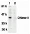 Deoxyribonuclease-2-alpha antibody, MBS151487, MyBioSource, Western Blot image 