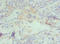 Chromobox 4 antibody, LS-C375398, Lifespan Biosciences, Immunohistochemistry paraffin image 