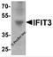 Interferon-induced protein with tetratricopeptide repeats 3 antibody, 7759, ProSci Inc, Western Blot image 