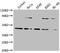LIM homeobox transcription factor 1-alpha antibody, CSB-PA848414LA01HU, Cusabio, Western Blot image 