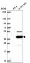 Cysteine protease ATG4A antibody, NBP2-56465, Novus Biologicals, Western Blot image 