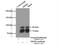 Tripartite Motif Containing 2 antibody, 20356-1-AP, Proteintech Group, Immunoprecipitation image 