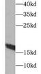 Myoglobin antibody, FNab05514, FineTest, Western Blot image 