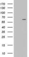 Zinc Finger Protein 286A antibody, LS-C789914, Lifespan Biosciences, Western Blot image 