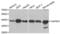 Cytokine Induced Apoptosis Inhibitor 1 antibody, abx004844, Abbexa, Western Blot image 