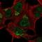 TBC1 Domain Family Member 14 antibody, NBP2-57245, Novus Biologicals, Immunofluorescence image 