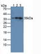 Interleukin 1 Receptor Associated Kinase 4 antibody, LS-C294804, Lifespan Biosciences, Western Blot image 