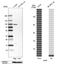 C-Maf Inducing Protein antibody, HPA066710, Atlas Antibodies, Western Blot image 