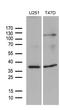 DIMT1 RRNA Methyltransferase And Ribosome Maturation Factor antibody, MA5-27257, Invitrogen Antibodies, Western Blot image 
