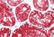 Aquaporin 1 (Colton Blood Group) antibody, MBS247992, MyBioSource, Immunohistochemistry frozen image 