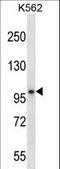 Kell Metallo-Endopeptidase (Kell Blood Group) antibody, LS-C165471, Lifespan Biosciences, Western Blot image 