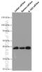 Ring Finger Protein 126 antibody, 66647-1-Ig, Proteintech Group, Western Blot image 